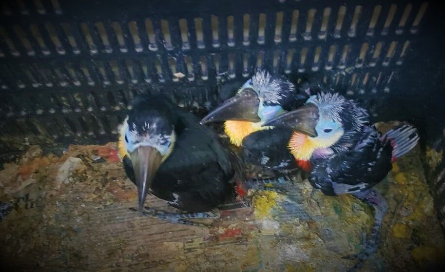 toucans